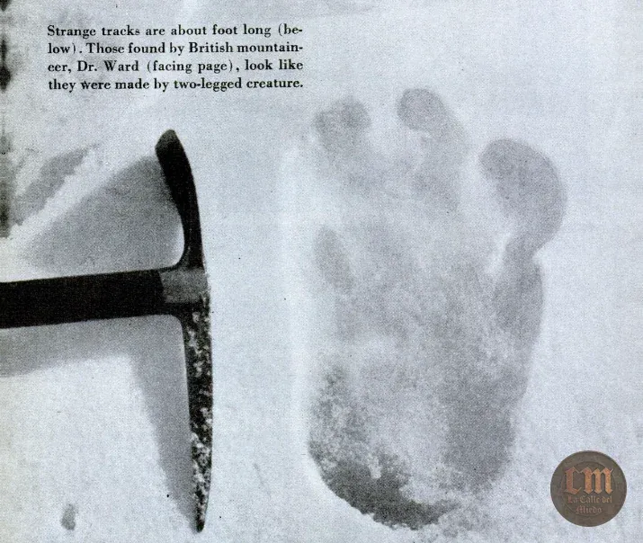 El yeti del expediente Shipton — imagen documental 1