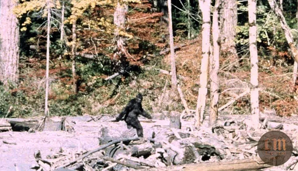 La filmación de Patterson–Gimlin — imagen documental 1
