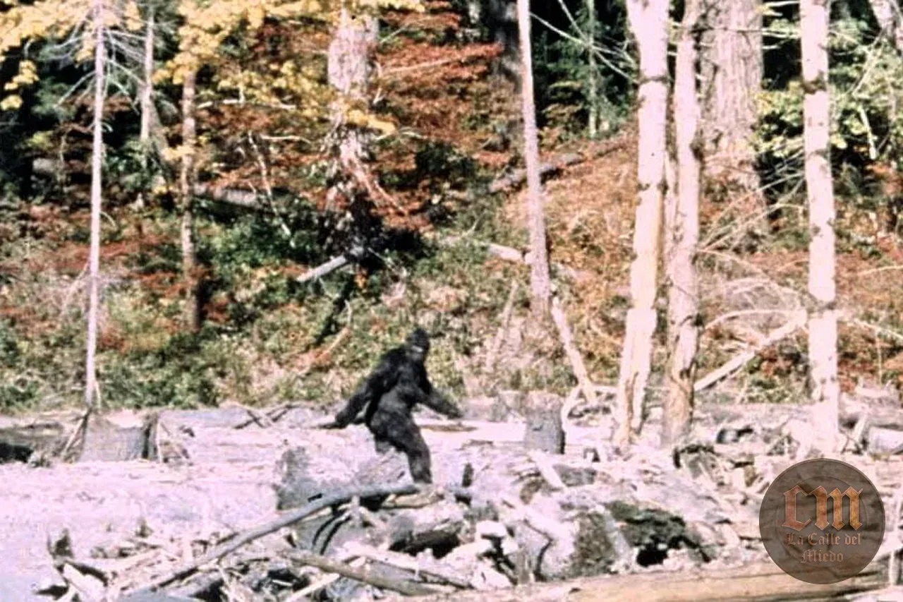 La filmación de Patterson–Gimlin — imagen documental 1