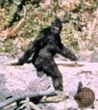 La filmación de Patterson–Gimlin — imagen documental 2