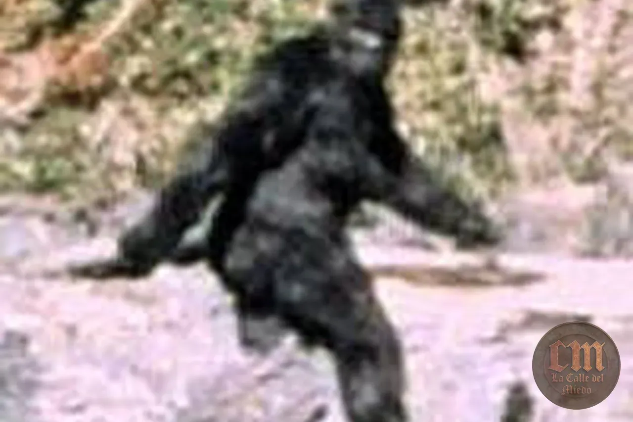 La filmación de Patterson–Gimlin — imagen documental 2