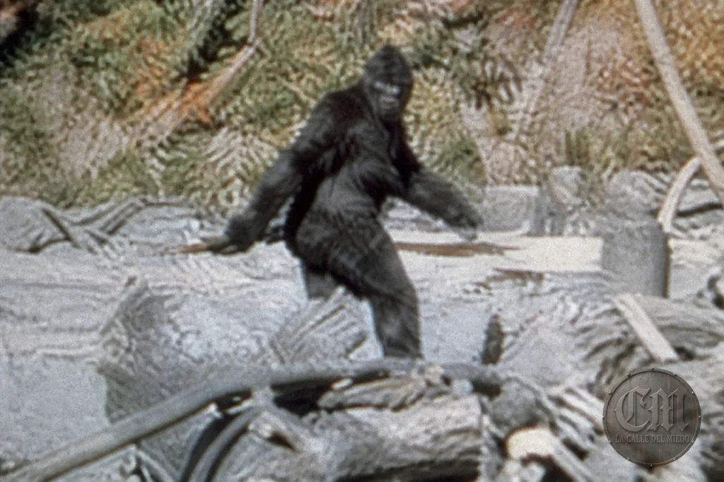 Criatura tipo Bigfoot en clearing forestal, filmación Patterson-Gimlin — La Calle del Miedo